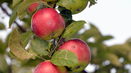 Auf Streuobstwiesen werden oft alte Sorten angebaut. Auch wenn die Äpfel die eine oder andere Delle haben, verarbeitet schmecken sie wunderbar.
