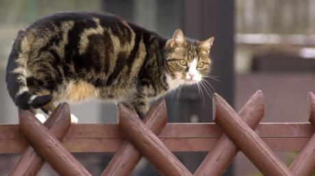 Mit einem besonders schwer wiegenden Fall von Tierquälerei hat es die Polizei in Ustersbach zu tun: Ein Unbekannter schoss mit einem Luftgewehr einer Katze ein Auge aus.