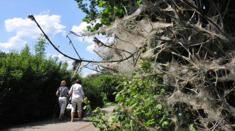 Auch diese Nordic Walkerinnen auf dem Weldenbahn-Radweg in Neusäß kennen zurzeit das Bild am Wegesrand: Weiße Nester der Gespinstmotte, die wie Spinnweben aussehen, hängen an Büschen und Bäumen. 
