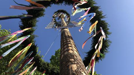 Ein Jubiläumsmaibaum steht in diesem Jahr vor der Wallfahrtskirche St. Michael in Violau.