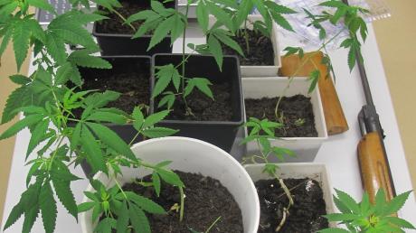 Cannabis-Pflanzen fanden Polizisten in Horgau (Symbolbild)