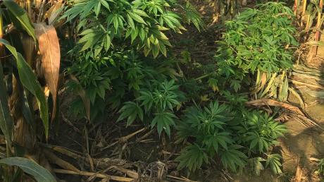 Immer wieder bauen Unbekannte Cannabis auf landwirtschaftlichen Flächen an.
