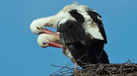 Das Storchenpaar von Zusamzell bereitet sich seit etwas mehr als einer Woche auf wärmere Tage vor und bastelt an seinem Horst. Denn bald beginnt die Brut-Saison. 