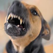 Ein aggressiver Hund fletscht die Zähne. In Dinkelscherben haben zwei Hunde zahlreiche Hühner getötet.