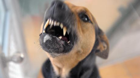 Ein aggressiver Hund fletscht die Zähne. In Dinkelscherben haben zwei Hunde zahlreiche Hühner getötet.