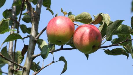 Der Obst- und Gartenbauverein Wollmetshofen ist rührig und engagiert. Jedes Jahr sammeln beispielsweise die Mitglieder Äpfel und Birnen von der Streuobstwiese und Bäumen in der Flur, um das Obst an den Verein Streuobstwiesen Stauden zu verkaufen.