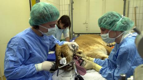Auch Exoten werden in der Tierklinik behandelt. Hier bekommt ein Liger (Mischung zwischen Löwe und Tiger) eine Zahnbehandlung. Das Futter für die Patienten ist mittlerweile gesichert.