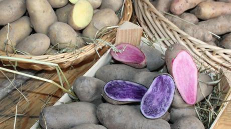 Können auch rosa und lila sein: Kartoffeln sind vielfältiger, als viele wissen. Einen Einblick gab es auf dem Zusammärktle.