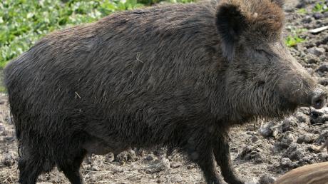 Etwa 70 Kilogramm schwer war laut Polizei das Wildschwein, das am Sonntagnachmittag im Spickelbad erschossen wurde.