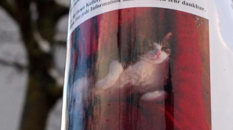 Auch nach dieser Katze aus der Randstraße suchen die Besitzer seit Ende Januar mit einem Aushang. 