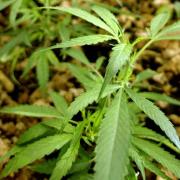 Rund 30 Marihuana-Pflanzen hat ein Mann in Nördlingen auf einem städtischen Grundstück versteckt.