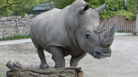 Der Nashornbulle Bantu hat sein neues Gehege im Augsburger Zoo bereits inspiziert. Auf Bantu warten jetzt große Aufgaben. Er soll für Nachwuchs bei seinen Artgenossen sorgen. 