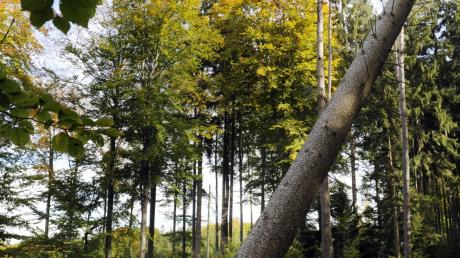 Im Naturschutzgebiet Stadtwald wird regelmäßig Holz geschlagen und vermarktet. Bleibt für den Profit der Naturschutz auf der Strecke? 