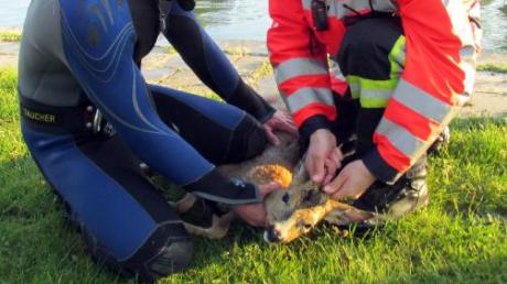 Taucher der Feuerwehr retteten ein Reh aus einem Kanal. 	