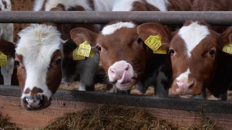 Nicht immer ist es nur Heu von der Futterwiese, was im Futter vieler Rinder landet. Rund 17 Jahre nach dem Ausbruch von BSE dürfen wieder tierische Fette verfüttert werden.