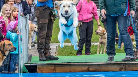 Neu bei den Hundebadetagen im Familienbad in Augsburg: die erste „Schwäbische Dog Diving Meisterschaft“. 