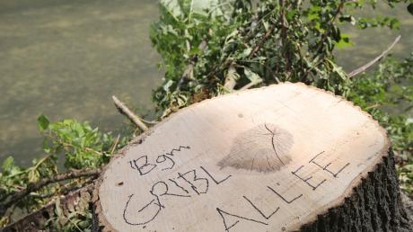 Bürgermeister-Gribl-Allee hat jemand ironisch auf diesen Baumstumpf am Herrenbach geschrieben. 	 	