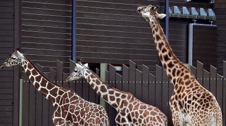 Die drei neuen Giraffen: Gaya (rechts),  Zarafa (links) und Kimara.