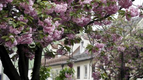Auf dem Helmut-Haller-Platz in Augsburg-Oberhausen wird das Kirschblütenfest gefeiert. 	