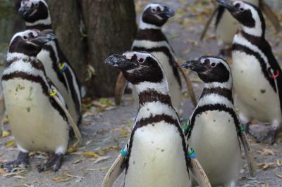 Warum die Pinguine im Augsburger Zoo mehr Land als Wasser bekommen