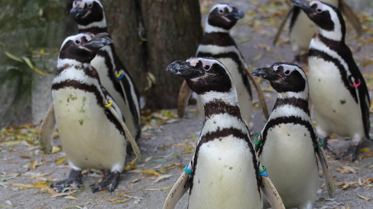 Warum die Pinguine im Augsburger Zoo mehr Land als Wasser bekommen - Augsburger Allgemeine