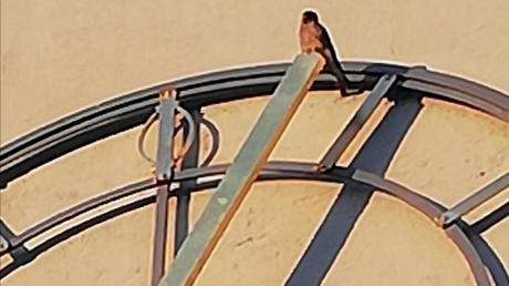 Die Kirche „Unsere Liebe Frau“ in Lechhausen beherbergt seit 2021 Turmfalken im Kirchturm. Hier sitzt einer der Vögel auf dem Zeiger der Kirchenuhr in der Abendsonne sitzt. 
