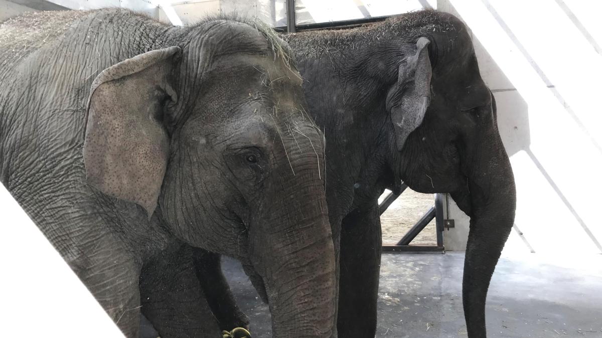 #Augsburger Zoo gibt seine Elefantinnen nach Bulgarien ab