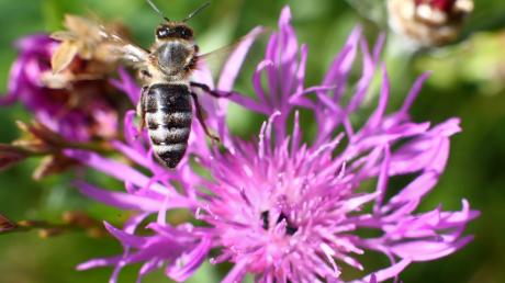 Blühwiesen gelten als besonders wichtige Nahrungsquelle für Bienen. In Elchingen wurde eine solche nun einfach abgemäht.