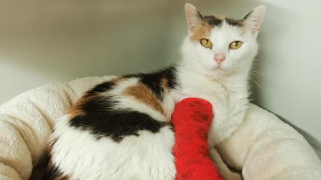 Katze Elfriede wurde ausgesetzt - offenbar, weil sie krank ist. Verliert sie ihre Pfote?