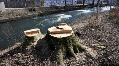 Im März 2022 fällte die Stadt Augsburg zahlreiche Bäume am Eiskanal. Als Grund nannte sie die Verkehrssicherheit. Mittlerweile wachsen dort Wildapfelbäume.