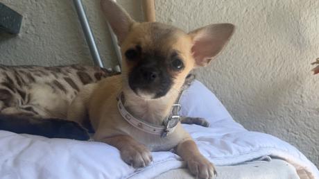 Chihuahua-Welpe Maya wurde von einem Balkon in der Gögginger Straße geklaut. Nun sucht die Familie nach der drei Monate alten Hündin, die Polizei ist eingeschaltet.