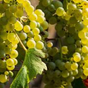 In Europa wird immer weniger Wein getrunken. Macht sich das auch beim Absatz des Frankenweins bemerkbar?