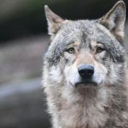 Die Debatte um die Entnahme von Wölfen wird emotional geführt. Nun lockert der Bund Naturschutz seine Haltung zur Tötung von Wölfen.