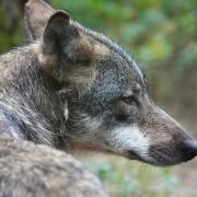 Wölfe sind nachtaktiv. Eine Bad Kissingerin hat angeblich einen Wolf im Stadtgebiet gesehen.