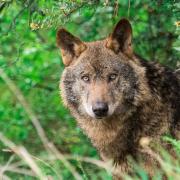 Zwei neue Verdachtsfälle von möglichen Wolfsrissen in den vergangenen Tagen in der Rhön werden derzeit untersucht.