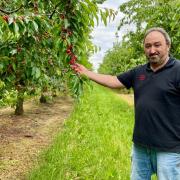 Günter Hassold ist einer von wenigen verbliebenen Bauern, die in Sommerhausen im Vollerwerb heimisches Obst anbauen.