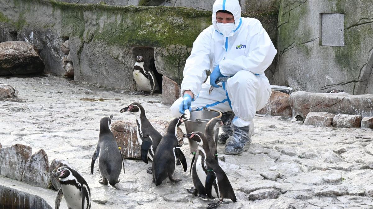 #Zoo Karlsruhe: Zoo-Freunde: Nach Vogelgrippe Gänse und Pelikane spenden