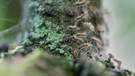 Eichenprozessionsspinner sitzen in ihrem Nest auf einem Baum.