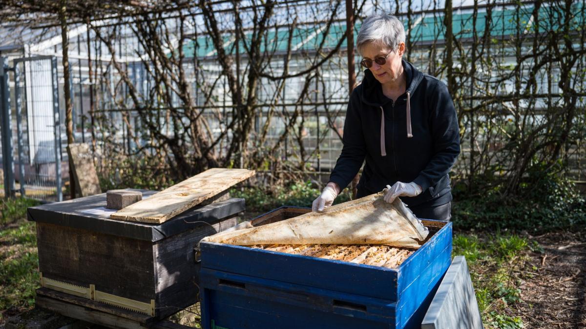#Natur: Hartes Jahr für die Bienen: Imker berichten von Verlusten