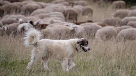 Seit April 2020 fördert der Freistaat Bayern in bestimmten Gebieten Herdenschutzhunde zur Wolfsabwehr.