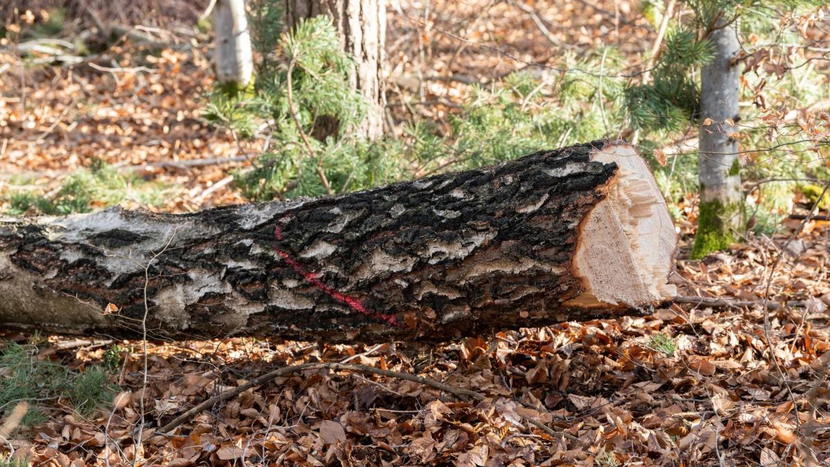 #Forst BW: Verband: Holz aus heimischen Wäldern hilft beim Klimaschutz
