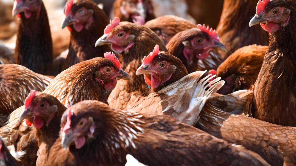 #Landesweite Stallpflicht wegen Vogelgrippe kein Thema