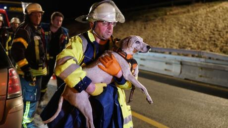 Die Feuerwehr konnte nach einem Unfall auf der A8 drei Hunde aus einem Auto retten. Einer verstarb am Unfallort.