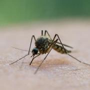 Ein offenbar harmloser Mückenstich kann zu einer potenziell tödlichen Blutvergiftung führen.