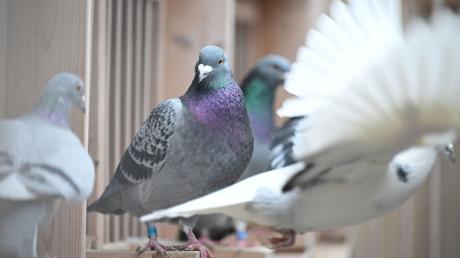 Von einem Leipheimer Firmengelände sind am Wochenende elf Tauben gestohlen worden.