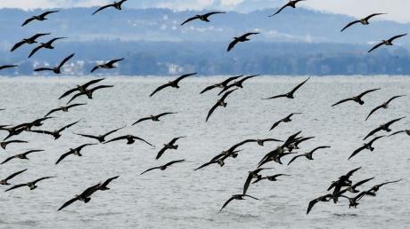 Hunderte Kormorane fliegen in einem großen Schwarm über den Bodensee, um sich mit anderen Schwärmen zu sammeln.