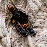 Asiatische Hornissen sammeln sich an einem Ausgang ihres Nestes. Die invasive Art vertilgt heimische Honigbienen und andere Insekten.