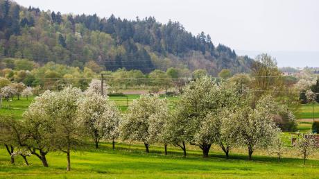 In Kirchhaslach hat sich eine unbekannte Person mit einer Axt an mehreren Obstbäumen zu schaffen gemacht. Die Polizei Memmingen ermittelt.  
