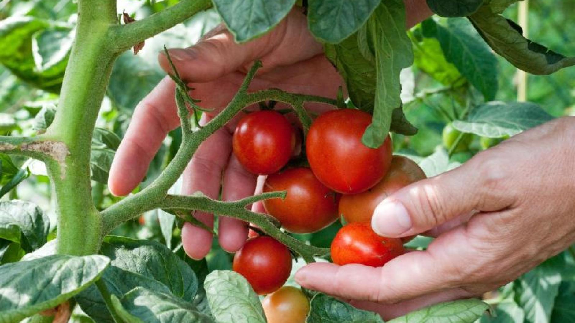 Freizeit: Entweder Tomate oder Kartoffel anbauen | Augsburger Allgemeine