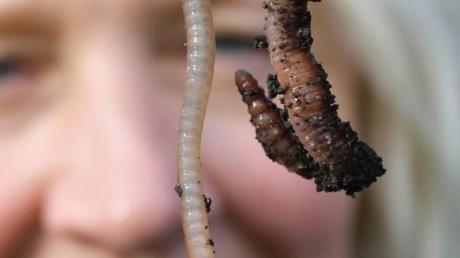 Den Regenwürmern kommen in der Natur wichtige Aufgabe zu. Sie liefern beispielsweise durch ihre Aktivitäten im Boden einen der besten Dünger.